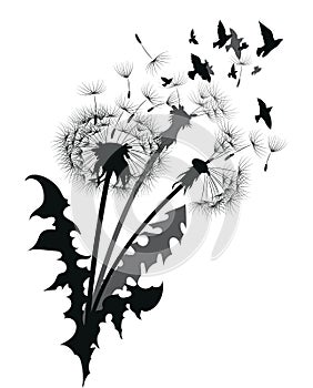 Silhouette of a dandelion with flying seeds. Black contour of a dandelion. Black and white illustration of a flower