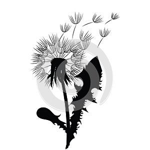 Silhouette of a dandelion with flying seeds. Black contour of a dandelion. Black and white illustration of a flower