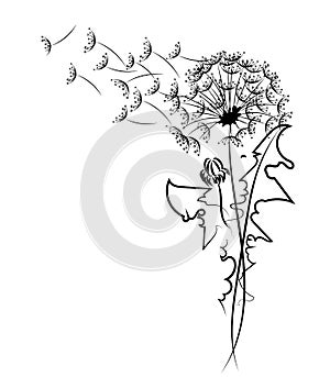 Silhouette of a dandelion with flying seeds. Black contour of a dandelion. Black and white illustration of a flower