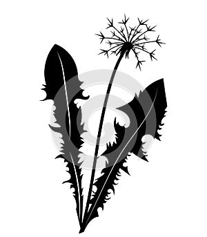 Silhouette of a dandelion with flying seeds. Black contour of a dandelion. Black and white illustration of a flower