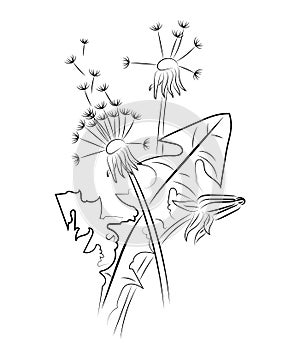 Silhouette of a dandelion with flying seeds. Black contour of a dandelion. Black and white illustration of a flower