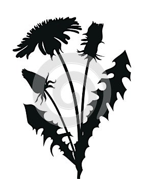 Silhouette of a dandelion with flying seeds. Black contour of a dandelion. Black and white illustration of a flower