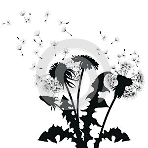 Silhouette of a dandelion with flying seeds. Black contour of a dandelion. Black and white illustration of a flower