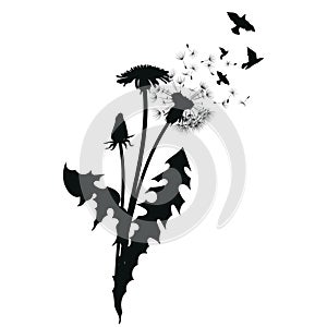 Silhouette of a dandelion with flying seeds. Black contour of a dandelion. Black and white illustration of a flower