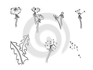 Silhouette of a dandelion with flying seeds. Black contour of a dandelion. Black and white illustration of a flower