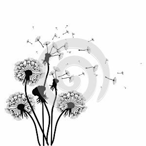 Silhouette of a dandelion with flying seeds. Black contour of a dandelion. Black and white illustration of a flower