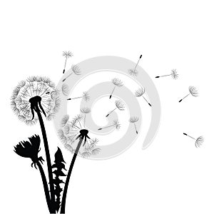 Silhouette of a dandelion with flying seeds. Black contour of a dandelion. Black and white illustration of a flower