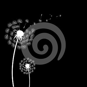 Silhouette Dandelion Isolated Black Background