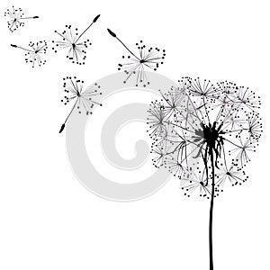 Silhouette of dandelion in wind