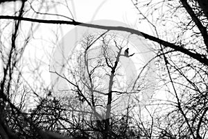 Silhouette of dark eagle sitting on the bare branches of trees