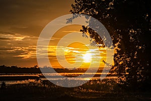 Silhouette of a dark tree in front of a golden sunset