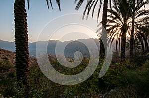 Silhouette of date palms , Oman