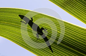 Silhouette of a Day Gecko on a Palm Leaf