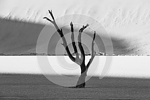 Silhouette of dead camel thorn tree in Namib Desert