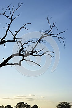 Silhouette of a dead tree against a blue sky