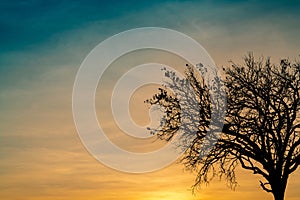 Silhouette dead tree on beautiful sunset or sunrise on golden sky. Background for peaceful and tranquil concept. Light for hope