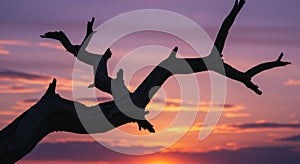 Silhouette of a Dead Tree Branch Against a Vibrant Sunset Sky