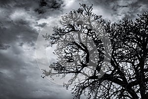 Silhouette dead tree and branch on dark sky and clouds. Background for death, hopeless, despair,sad, and lament concept. Halloween