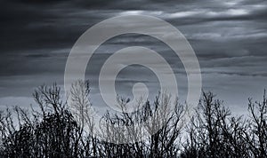 Silhouette dead tree and branch on grey sky background. Black branches of tree. Nature texture background. Art background for sad