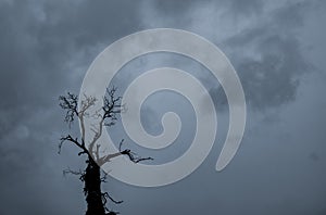 Silhouette dead tree and branch on grey sky background. Black branches of tree. Nature texture background. Art background for sad