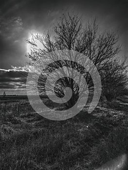 Silhouette dead tree and branch on grey sky background. Black branches of tree. Nature texture background. Art background for sad