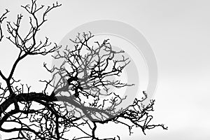 Silhouette dead tree and branch isolated on white background. Background for death, hopeless, despair,sad, and lament concept.