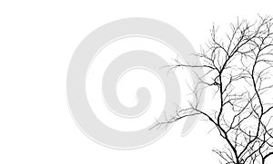 Silhouette dead tree and branch isolated on white background. Black branches of tree backdrop. Nature texture background. Tree