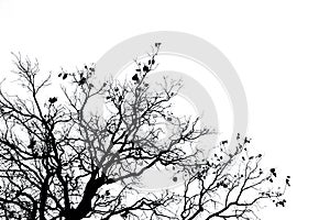 Silhouette dead tree and branch isolated on white background. Black branches of tree backdrop. Nature texture background. Tree