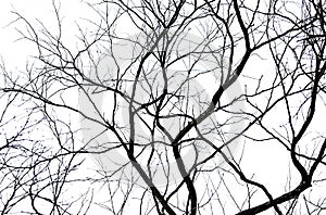 Silhouette dead tree and branch isolated on white background. Black branches of tree backdrop. Nature texture background. Tree