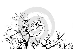 Silhouette dead tree and branch isolated on white background. Black branches of tree backdrop. Nature texture background. Tree