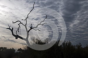Silhouette of dead tree branches against a cloudy sky