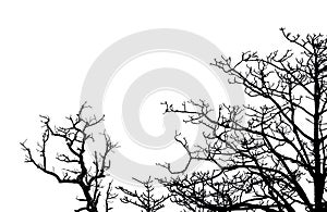 Silhouette dead tree and branches isolated on white background. Tree branch for graphic design and decoration. Art on black and