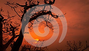 Silhouette dead tree and branches with red romantic sunset sky in summer. Peaceful and tranquil background. Happy time in the