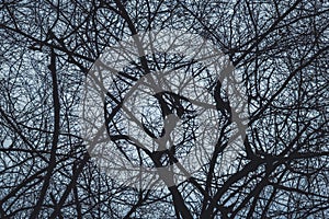 Silhouette dead tree and branches in the spooky forest at scary night. nature and halloween horror background