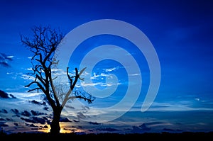 Silhouette dead tree on dark blue sky