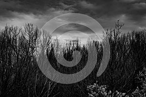 Silhouette dead tree on dark dramatic grey sky and clouds background for scary, death, and peace concept. Dragonfly on tree