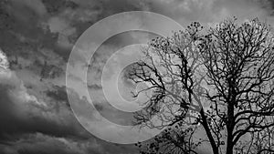 Silhouette dead tree on dark dramatic grey sky and clouds background for scary, death, and peace concept. Halloween day