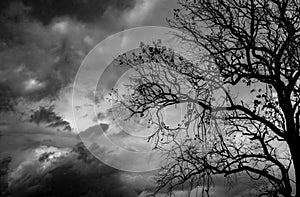 Silhouette dead tree on dark dramatic sky background for scary or death. Halloween night. Hopeless, despair, and lament concept.