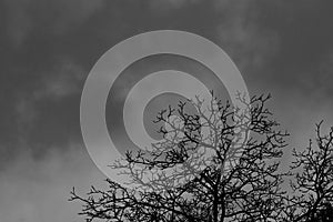 Silhouette dead tree on dark dramatic sky background for scary or death. Halloween night. Hopeless, despair,sad and lament concept