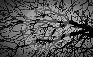 Silhouette dead tree on dark dramatic sky background for scary or death. Halloween night. Hopeless, despair,sad and lament concept