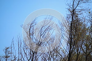 Silhouette dead tree on dark dramatic sky and blue clouds