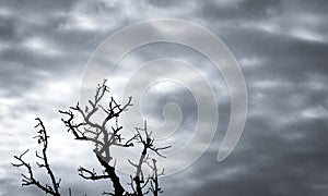 Silhouette dead tree on dark dramatic sky and white clouds background for death and peace. Despair and hopeless concept. Sad of