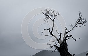 Silhouette dead tree on dark dramatic sky and white clouds background for death and peace. Halloween day background. Despair and