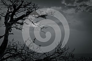 Silhouette dead tree on dark dramatic sky and white clouds background for death and peace. Halloween day background. Despair and