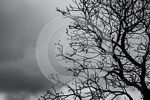 Silhouette dead tree on dark dramatic sky and white clouds background for death and peace. Halloween day background. Despair and