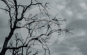 Silhouette dead tree on dark dramatic sky and white clouds background for peaceful death. Despair and hope concept. Sad of nature