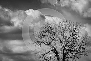 Silhouette dead tree on dark dramatic sky and white clouds background for scary or death. Halloween night. Hopeless, despair,sad