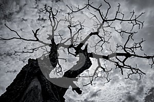 Silhouette dead tree on dark dramatic sky and white clouds. Death, lament, sad, grief, hopeless, and despair concept. Halloween