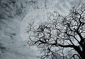 Silhouette dead tree on dark dramatic sky and white clouds. Death, lament, sad, grief, hopeless, and despair concept. Halloween