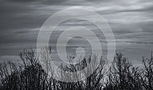 Silhouette dead tree on dark sky and gray clouds background for sad, death, grief, and lament. Summer night abstract background.